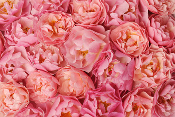 pink roses background