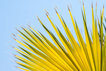 Palm closeup