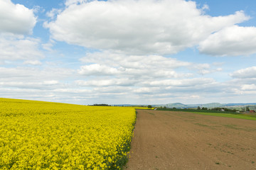 Large field planted with yellow raps plant and blue sky