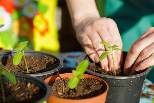 Gartenarbeit Eintopfen Umtopfen Pflanze Frau