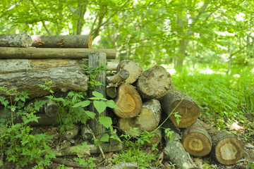 薪の山　森林