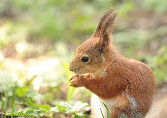 Squirrel eating the nut