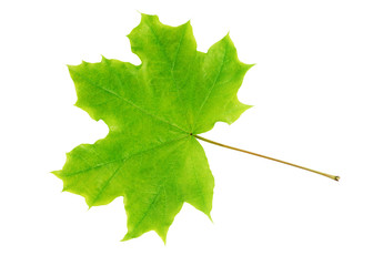 Green maple leaf isolated on white background