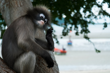 Dusky leaf monkey, Dusky langur, Spectacled langur in Prachuap Khiri Khan,Thailan