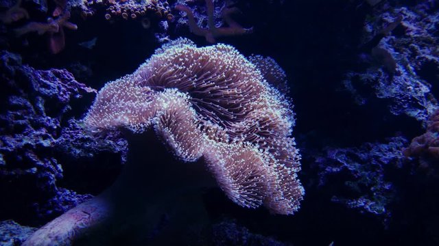 Korallen am Abend