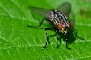 fly on leaf