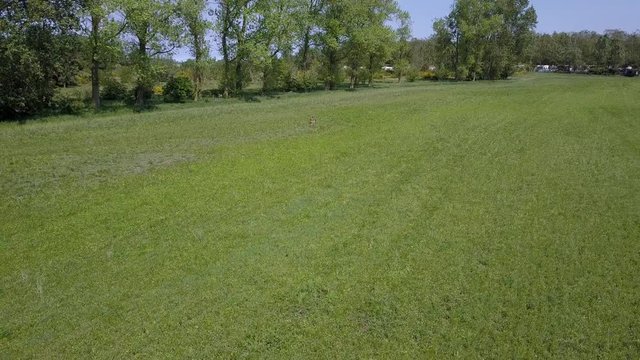 Bodden reh