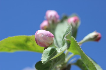 Apple blossoms