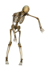 3D Rendering Human Skeleton on White