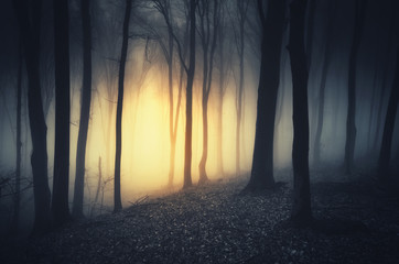 sunset light in dark fantasy forest
