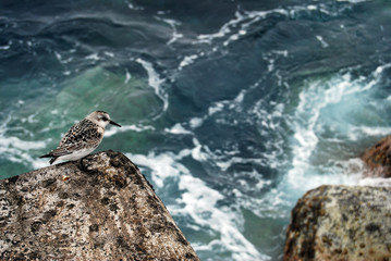 bird