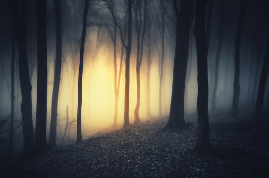 sunset light in dark fantasy forest © andreiuc88