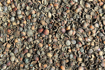 Hazelnut shells mulching background