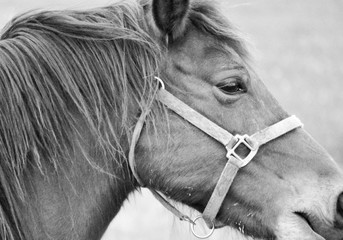 Beautiful Brown Horse in the Field
