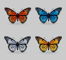 Fototapeta na wymiar vibrant multy color insect monarch tiger butterflies