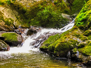 A forest stream.