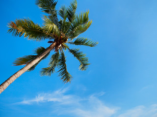 Coconut tree on blue sky background.