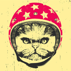 Portrait of Persian Cat with Helmet. Vector