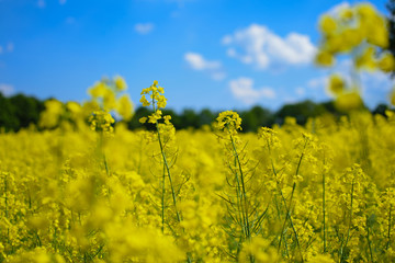 Obraz premium Yellow Rape
