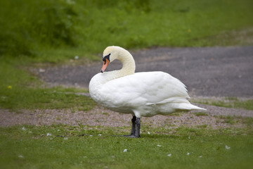 Elegant swan on the walk