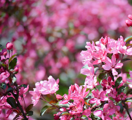 Early spring crab apple blossoms
