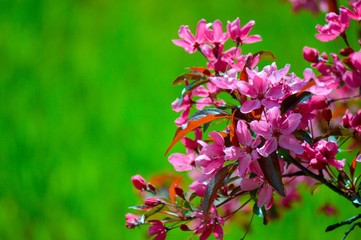 Early spring crab apple blossoms