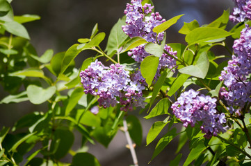 Early spring lilac blossoms