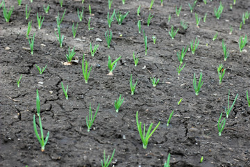 oung onion on a bed of vegetable garden