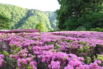 Japanese azalea