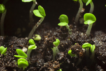 Sprouted sprouts in the spring closeup. The concept of ecology, the concept of growth, the concept of development, concept of new life.