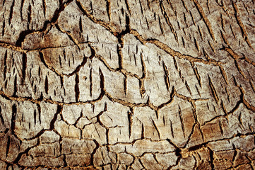 Old wood background