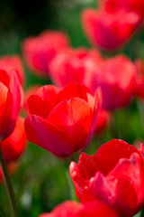 Fototapeta premium Beautiful red tulips in nature