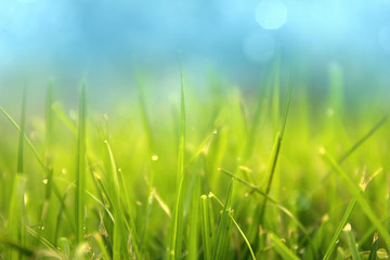 Fototapeta na wymiar Grass. Fresh green spring grass with dew drops closeup. Sun. Soft Focus. Abstract Nature Background