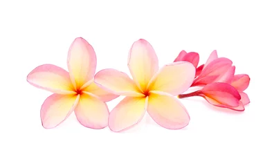 Poster frangipani of plumeria geïsoleerd op witte achtergrond © wealthy lady