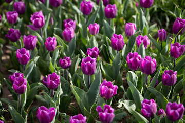 Beautiful purple tulips in nature