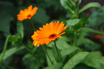 Beautiful orange calendula flower background