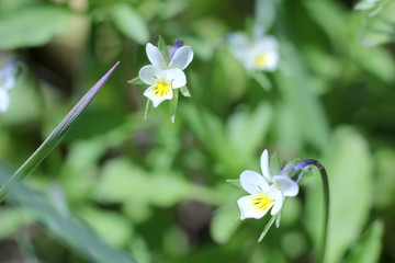 beautiful white flowers on a blurred natural background