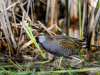 Sora Rail or Sora Crake