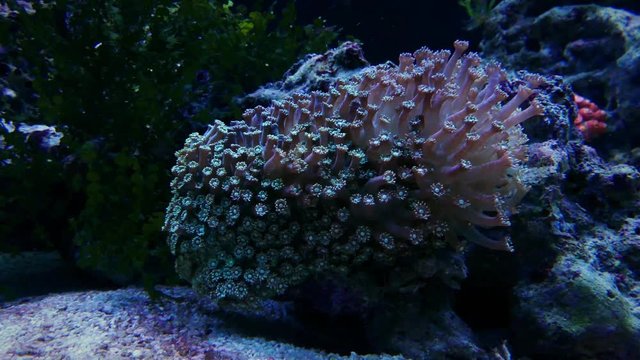 Koralle im Korallenriff
