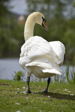 Elegant swan in the nature reserve