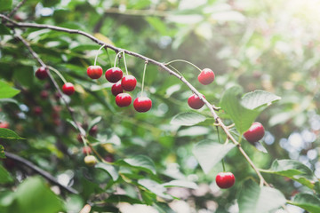 Obraz premium Red cherries tree branch closeup, summer garden