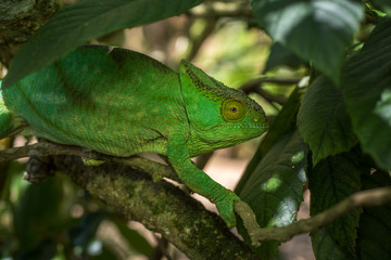 Fototapeta premium Green chameleon of Madagascar