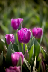 Beautiful purple tulips in nature