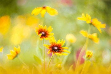 Yellow flowers on a beautiful background with soft focus