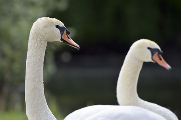 Fototapeta premium Elegant swans couple