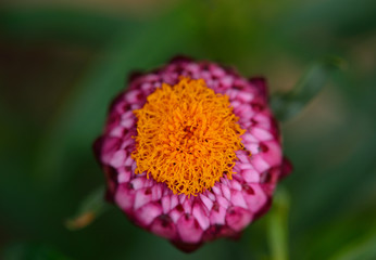 close up pink Straw Flower