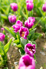 Beautiful purple tulips in nature