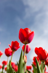 Red tulips against the blue sky in the nature