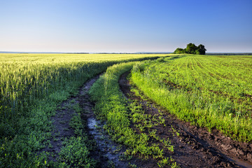 Fototapeta na wymiar Country road in a field with green wheat ears