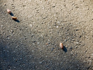 地面に散らばるドングリ